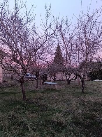 taille arbres fruitiers auxerre - Paysages & Environnement