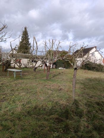 Coupe d'arbres fruitiers, yonne - Paysages & Environnement